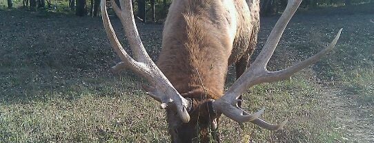 Lee G. Simmons Conservation Park and Wildlife Safari is one of Cheri’s Liked Places.