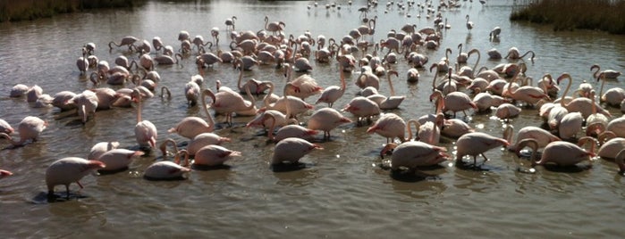 Parc Ornithologique de Pont de Gau is one of Locais curtidos por Elodie.