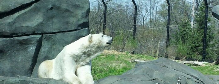 Polar Bear Odyssey At Como Park is one of Zach: сохраненные места.