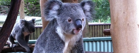 Lone Pine Koala Sanctuary is one of Living it up in Bris-Vegas #4sqCities.