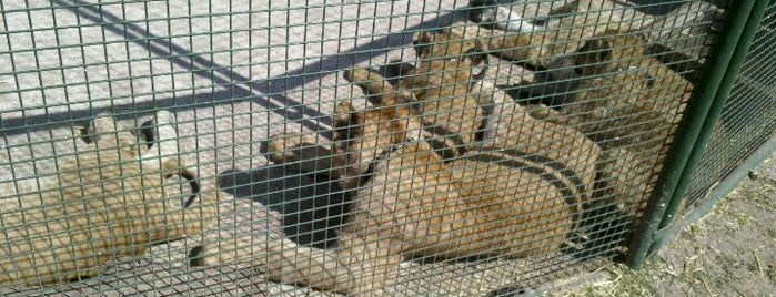 Zoo de Luján is one of Minha Buenos Aires (Argentina).