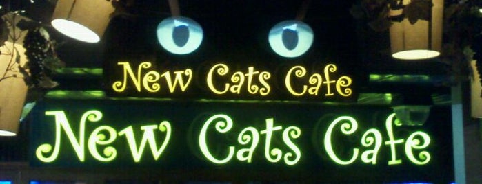 New Cats Cafe is one of A local’s guide: 48 hours in Brooklyn, NY.