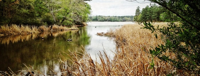 Tyler State Park is one of Texas State Parks & State Natural Areas.