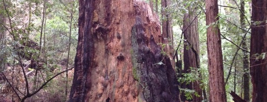 Big Basin Redwoods State Park is one of Bay Area Bucket List.