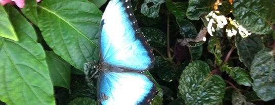 Butterfly House at Faust County Park is one of Best places to visit in St. Louis, MO  #visitUS.