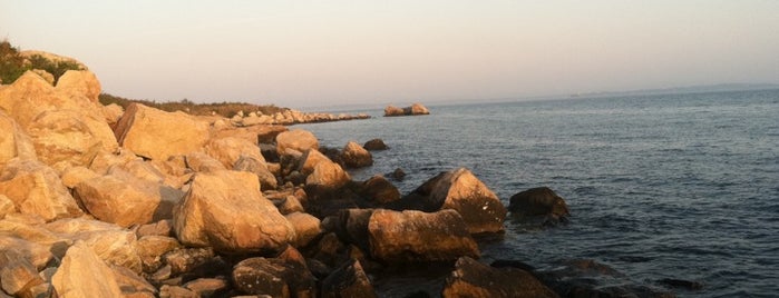 Bluff Point State Park is one of #TimDreDay weekend.