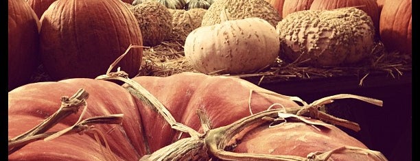 Live Oak Canyon Pumpkin Patch is one of Lugares favoritos de Tracy.