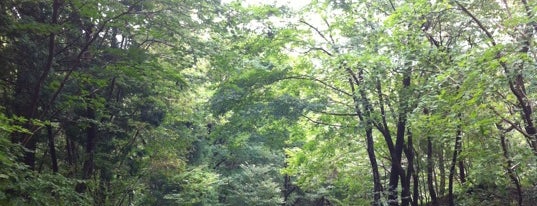 Saryeoni Forest Path Entrance is one of 7 Wonders of Nature: *JEJU Island*.