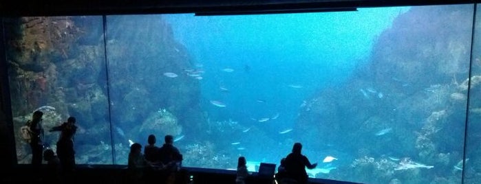 National Marine Aquarium is one of Been Here!.