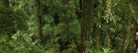 Rotorua Canopy Tours is one of Rotorua Adventure.