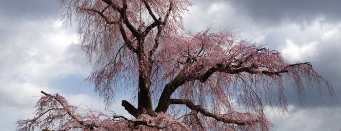 Maruyama Park is one of Travel : Sakura Spot.