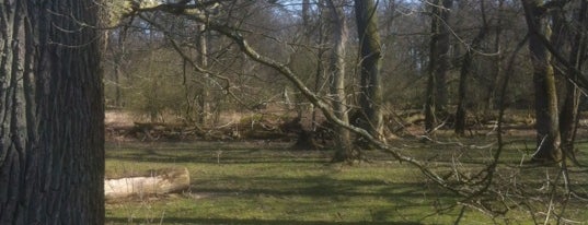 Wisentgehege Springe is one of Ausflugsziele rund ums Steinhuder Meer.