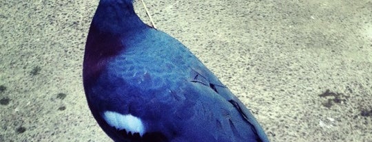 National Aviary is one of Posti che sono piaciuti a Robbin.