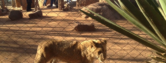 Lion Park is one of Locais curtidos por Pervin♈️.