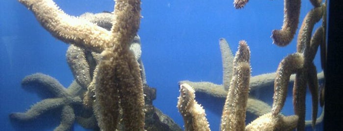 Two Oceans Aquarium is one of No Te Lo Pierdas: Ciudad del Cabo y Alrededores.