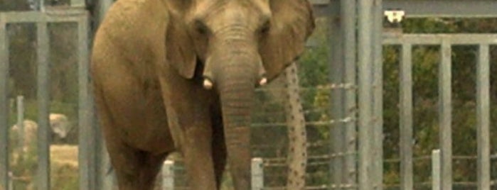 Elephant Odyssey is one of Locais salvos de Car.