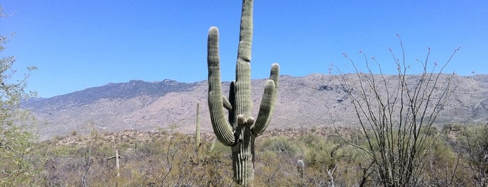 Saguaro National Park is one of Best Places to Check out in United States Pt 1.