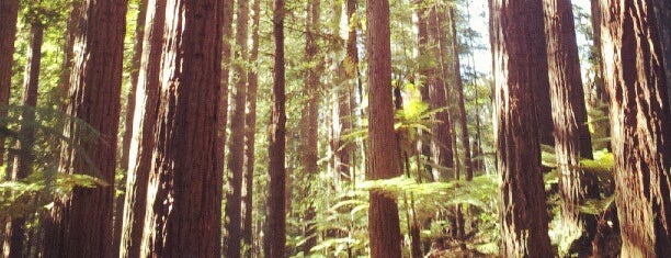 The Redwoods is one of Rotorua Adventure.