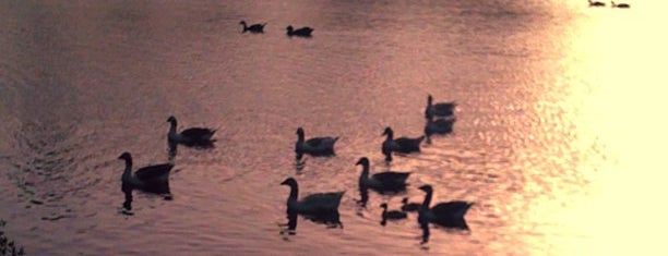 Lago da Biblioteca is one of Unisinos.