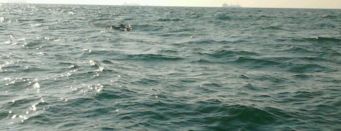 Dolphin Watching Point is one of Goa.