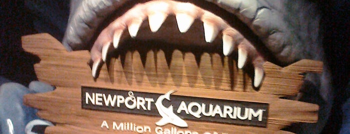 Newport Aquarium is one of Surviving the Frigid Cincinnati Winter with Kids.