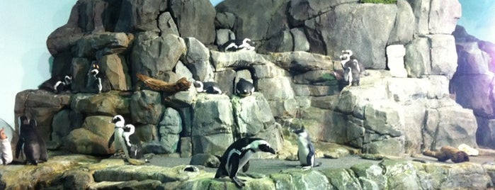 Penguin Exhibit is one of T'ın Kaydettiği Mekanlar.