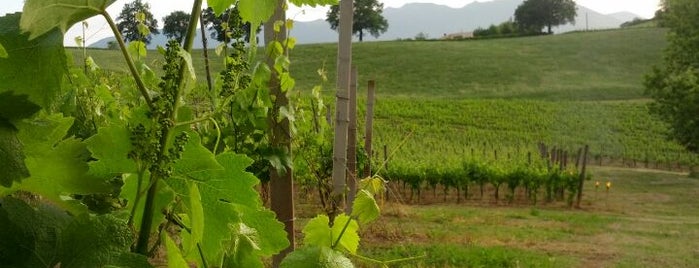 Vini Maraviglia is one of Cantine delle Marche.
