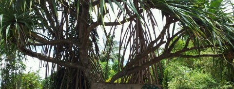 Kauai Nursery And Landscape is one of Dave'nin Beğendiği Mekanlar.