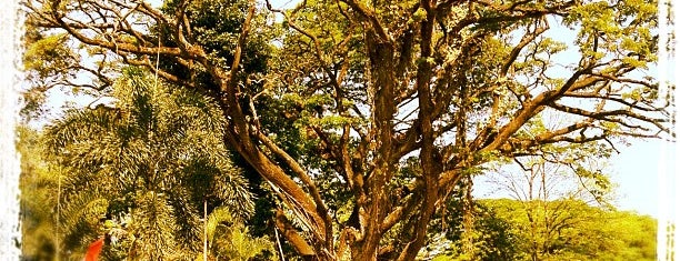 Pedagang Tanaman Hias Taman Cibeunying is one of Bandung.