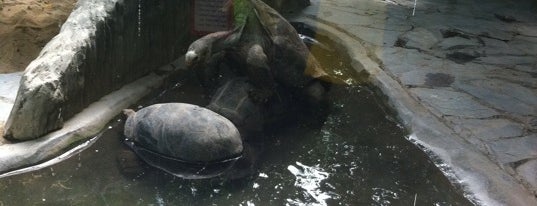 Pavilion of Big Tortoises is one of Favorite affordable date spots.