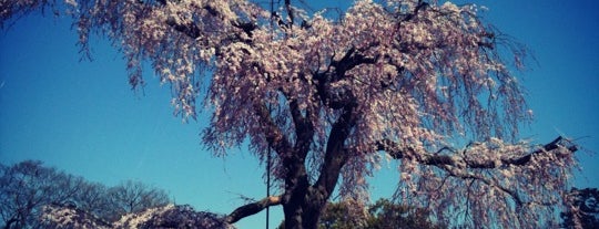 円山公園枝垂桜 is one of #4sqCities Kyoto.