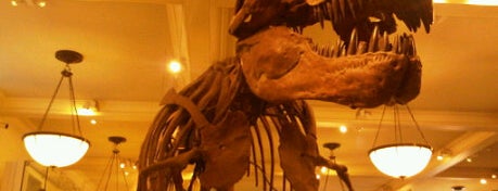 American Museum of Natural History is one of Must-visit Arts & Entertainment in New York.