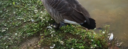 Westminster Community Duck Pond is one of The Great Outdoors.