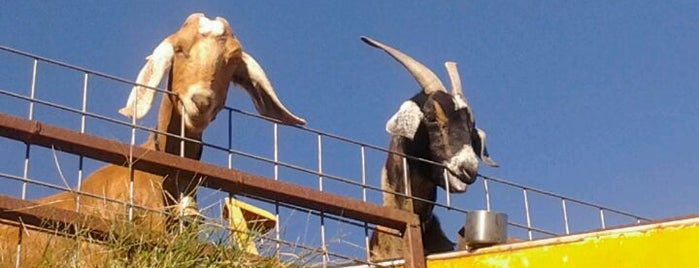 Goats on the Roof is one of Tempat yang Disukai Andrea.