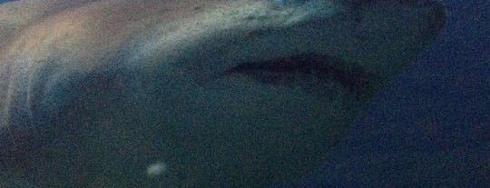 Shark Realm is one of Locais curtidos por Lizzie.