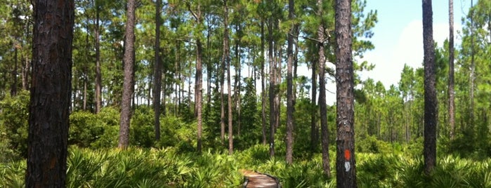 Osceola National Forest is one of National Recreation Areas.