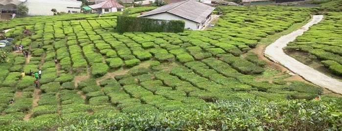 Cameron Valley Tea House is one of Cameron Highlands.