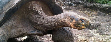 Charles Darwin Research Station is one of Ecuador best spots.