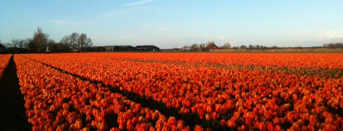 Tulips fields NL