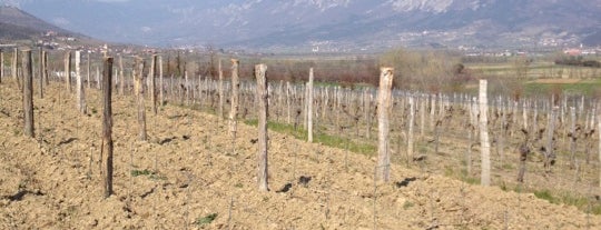 Burja Vineyards is one of Europe.
