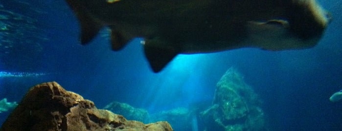 Aquarium Mare Nostrum is one of Montpellier.
