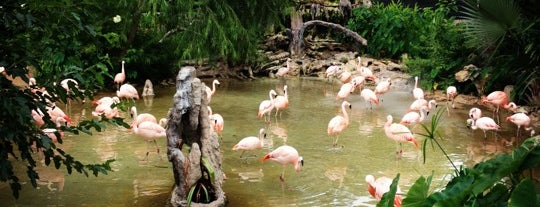 Houston Zoo is one of Outdoor fun.