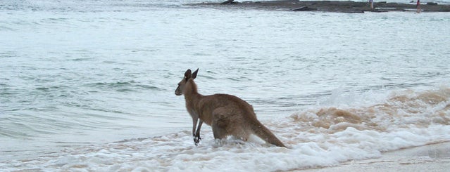 Pebbly Beach is one of Top 20 Australian Beaches.