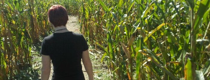 The Lost Land Corn Maze is one of 88 Things in Ohio.