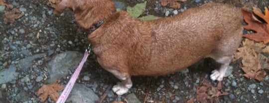 Goldstream Provincial Park is one of Top picks for Dog Runs.