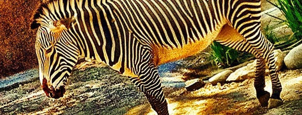 Zebras is one of Ryan : понравившиеся места.