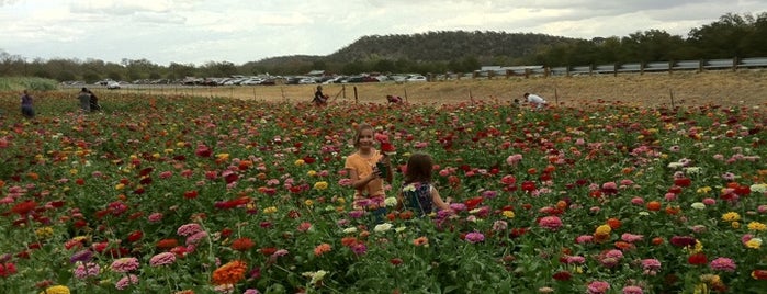 Sweet Berry Farm is one of Check Out in ATX.