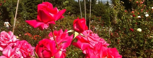 International Rose Test Garden is one of Portland Daytrips.