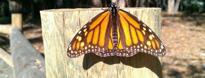 Monarch Butterfly Grove is one of Jeff'in Kaydettiği Mekanlar.
