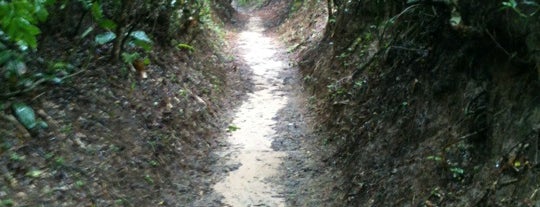 Trilha Bosque Dos Carvalhos - is one of Trilhas Florianopolis.